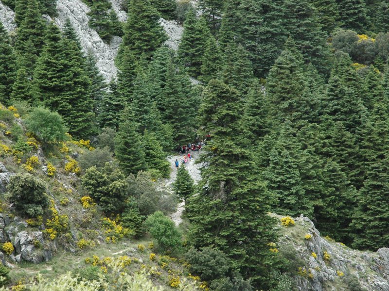 Pinsapos de Grazalema, rutas guiadas